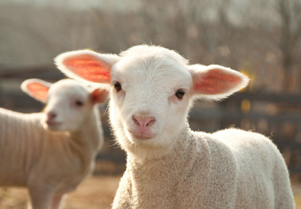 Guide d'achat: La laine mérinos