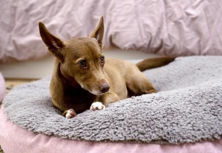 Brown dog on a blanket