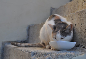 Cat-Friendly Water Bowl