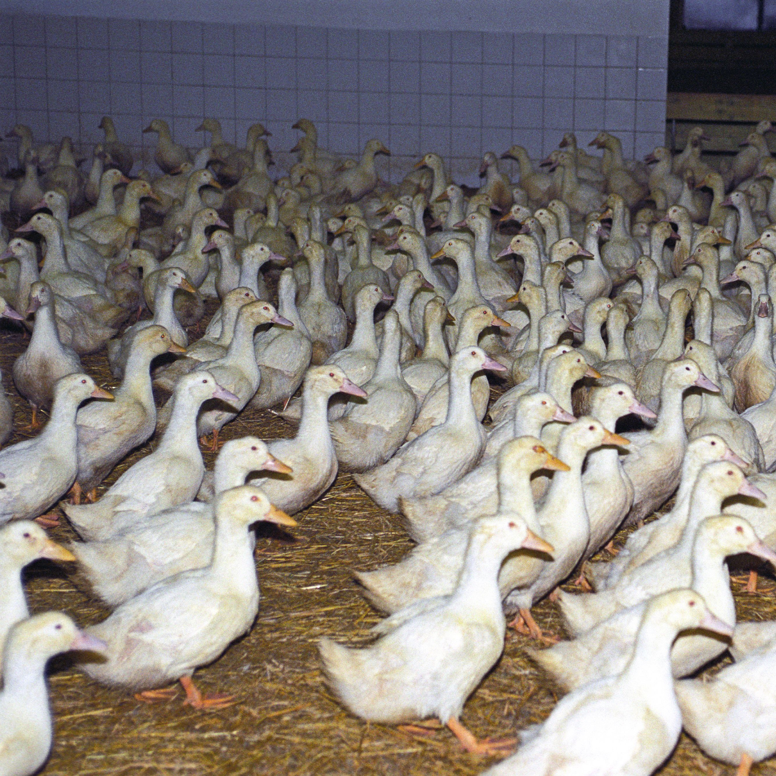 Many ducks on a farm