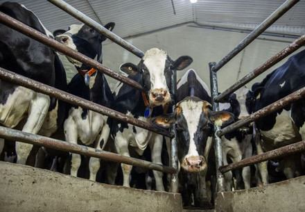 Dairy cows inside a farm