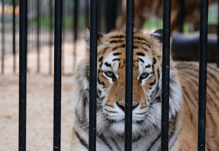 Ban the tiger trade