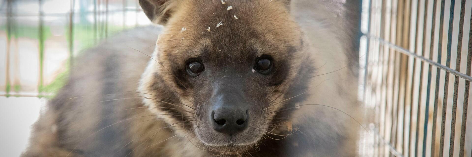 Hyena in Rafah Zoo