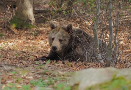 Bear Brumca sits in the grass.