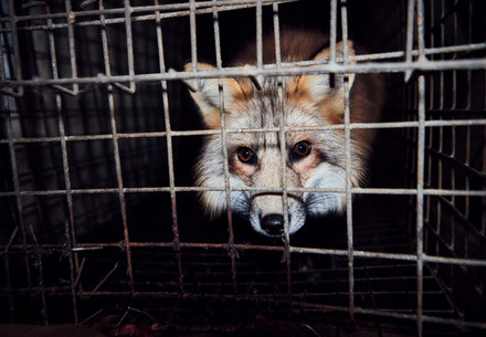 Fox on a fur farm