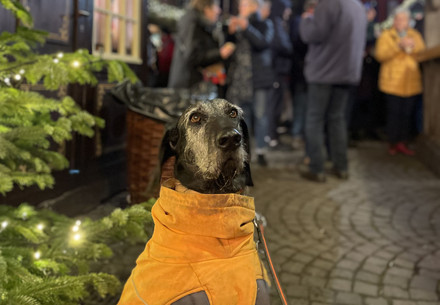 Hund auf einem Weihnachtsmarkt
