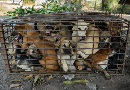 dogs crammed in cages for dog meat trade
