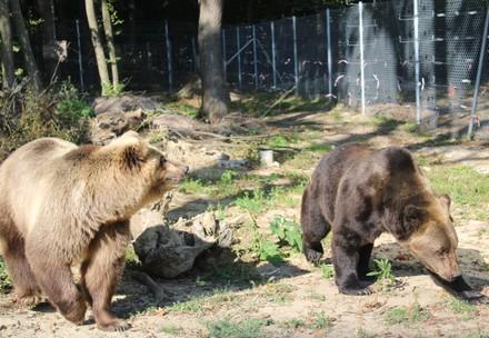Rescue Bears Leo and Melanka