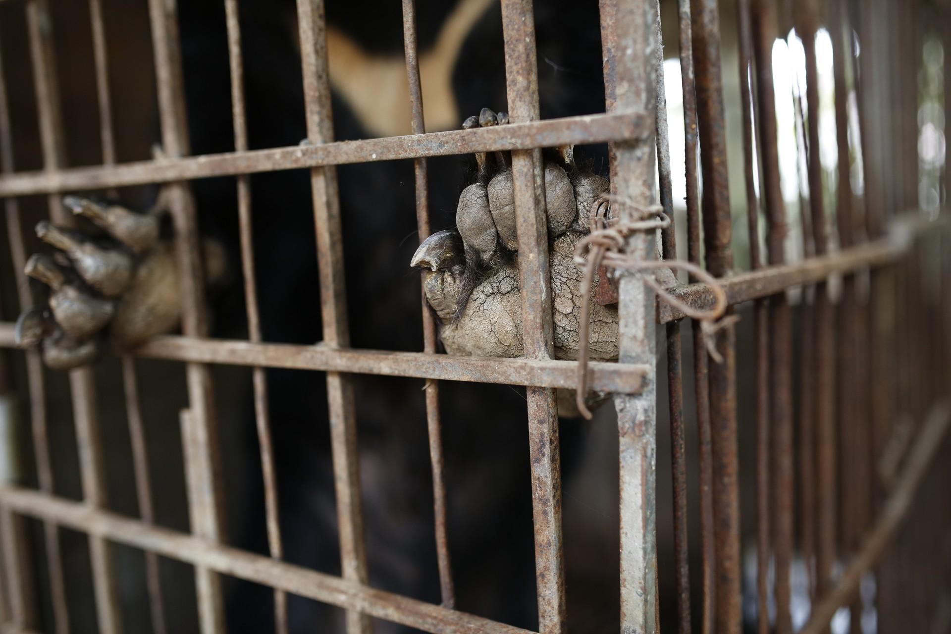 bile bear paw against cage