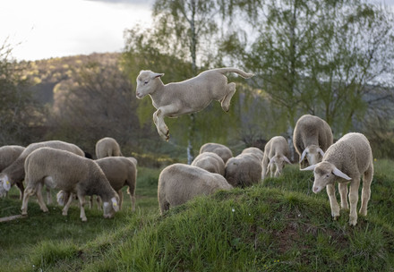 lamb jumping
