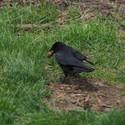 The crow sits on green grass and has a walnut in its beak.