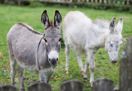 Two donkeys; one grey, one white, standing in a field together