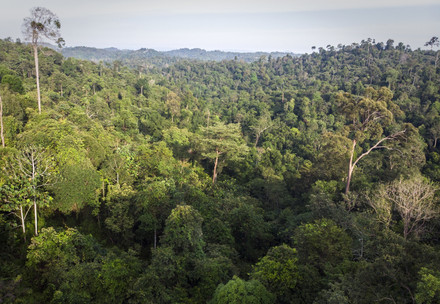 Arial photo of the Borneo Rainforest