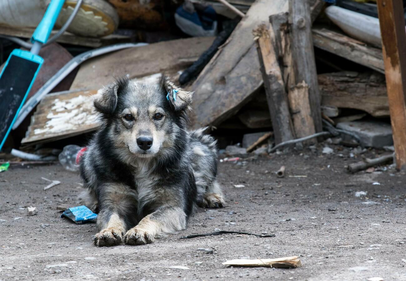 Stray Animal Care in Bulgaria - FOUR PAWS in US - Global Animal Protection  Organization