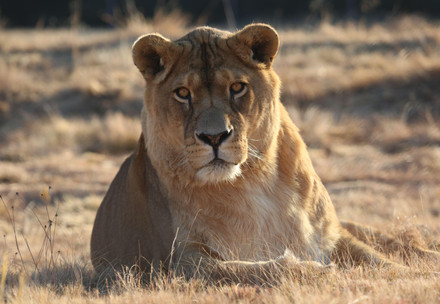 Lion at LIONSROCK