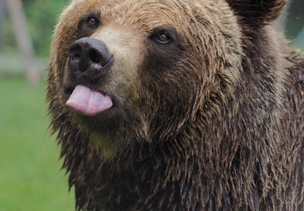 Brown bear sticking out her tongue