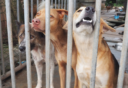 Des chiens dans un refuge