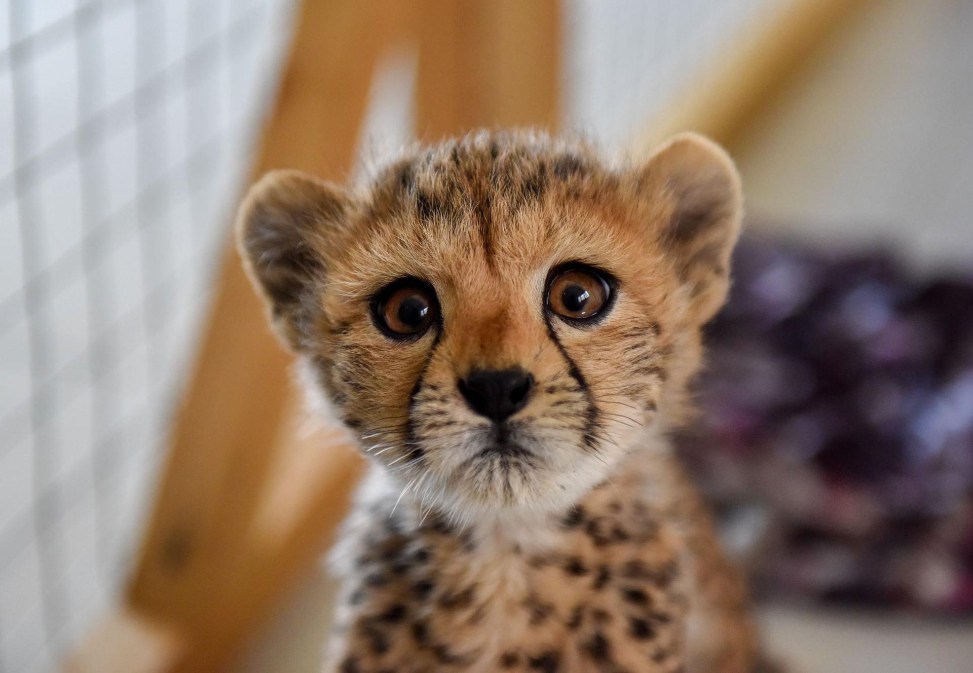 29 orphaned cheetahs in Somaliland in need of food and supplies - FOUR PAWS  International - Animal Welfare Organisation