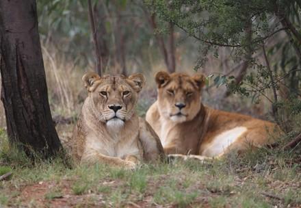 Lionesses Lea and Kara at LIONSROCK