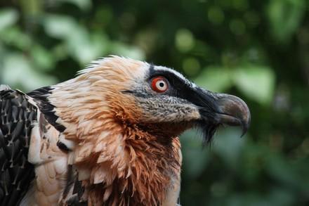 Bearded vulture in Haringsee