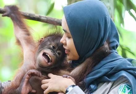 Orangutan with foster mom