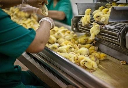 Chicks, hatched hours earlier, are sorted, with the healthiest to be vaccinated.