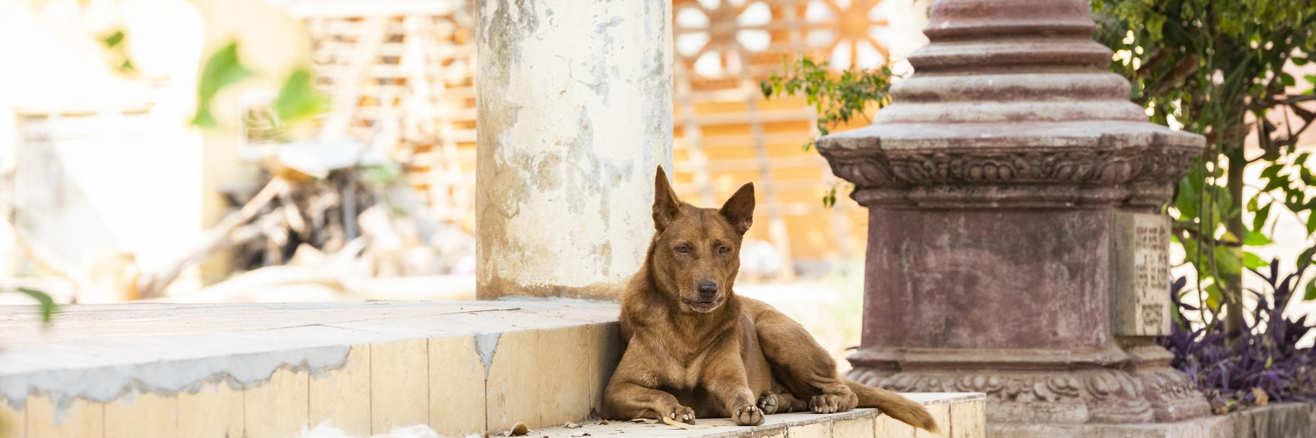 Dog lying on stairs of a temple on Silk Island, Cambodia