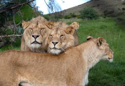 Lions Dolf, Vincent and Geena