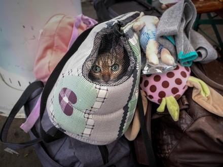 Cat fleeing Ukraine with owner