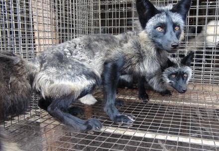 'Fashion Weak': Prada’s use of animal fur is out of fashion