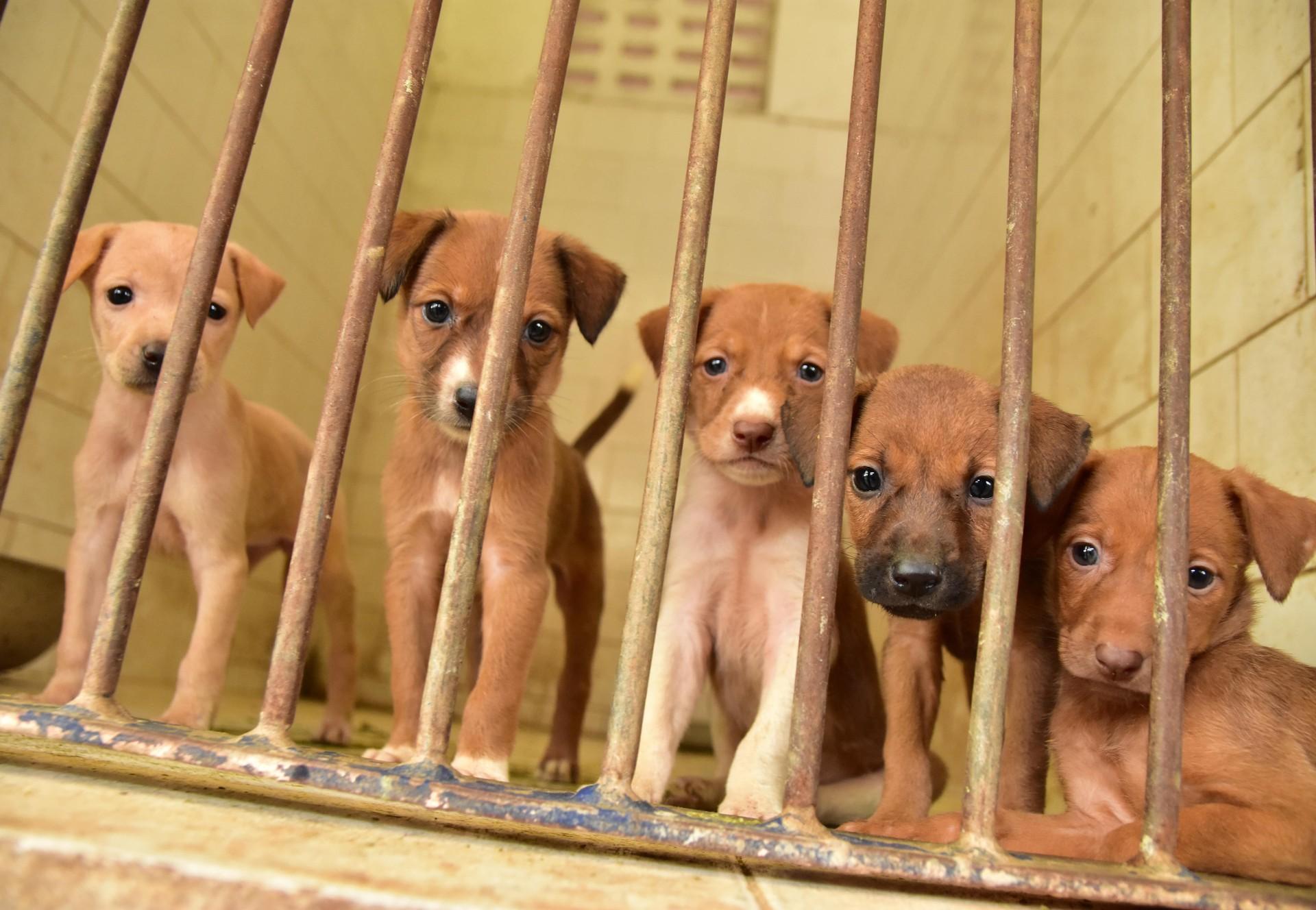 Pandemic puppies: the real impact of lockdown on the puppy trade - Animal  Charity - Animal Welfare Organisation - FOUR PAWS UK