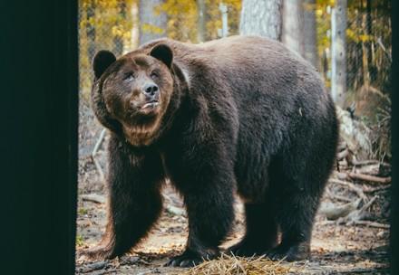 Bear in BEAR SANCTUARY Domazhyr