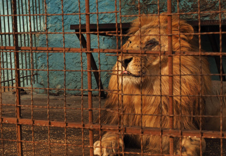 Sad lion in cage