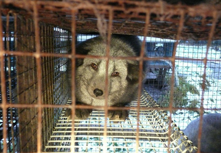 Fox in a dirty cage on a fur farm