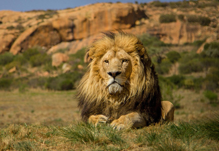 Lion à LIONSROCK