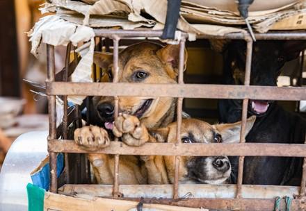 Dogs at a slaughterhouse in Cambodia