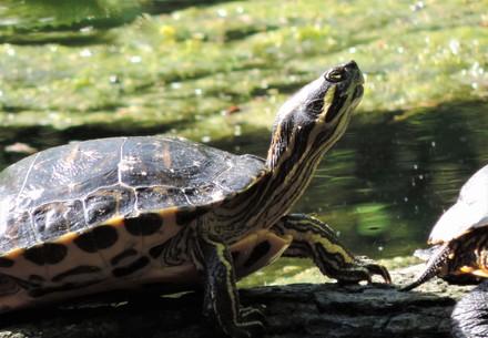 Schildkröte in Haringsee