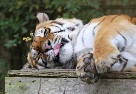 Tiger laying down