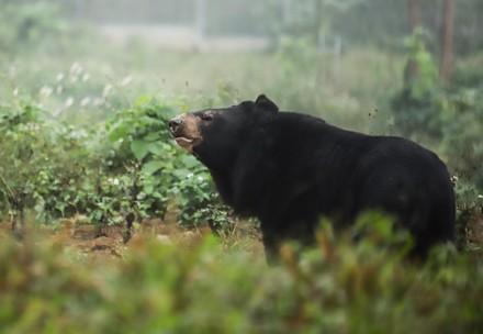 Bear at BEAR SANCTUARY Ninh Binh