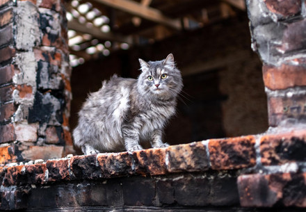 Katze zwischen Trümmern in der Ukraine