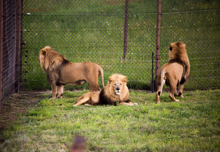  Lions from the Golden Pride in their enclosure shortly after being released 