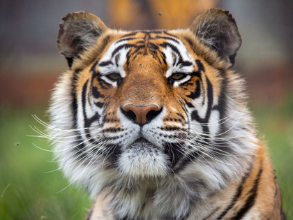 Tiger Shervar at LIONSROCK