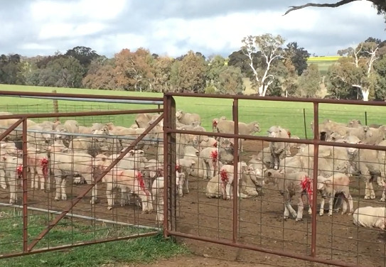 Mulesing is a cruel and unnecessary practice in the wool industry