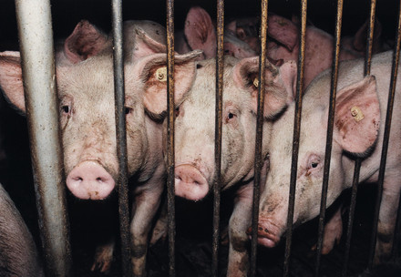 Pig farm - End the cage age