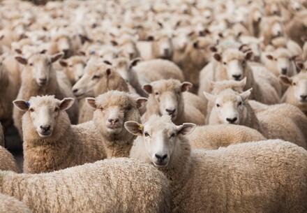 Des moutons en Australie