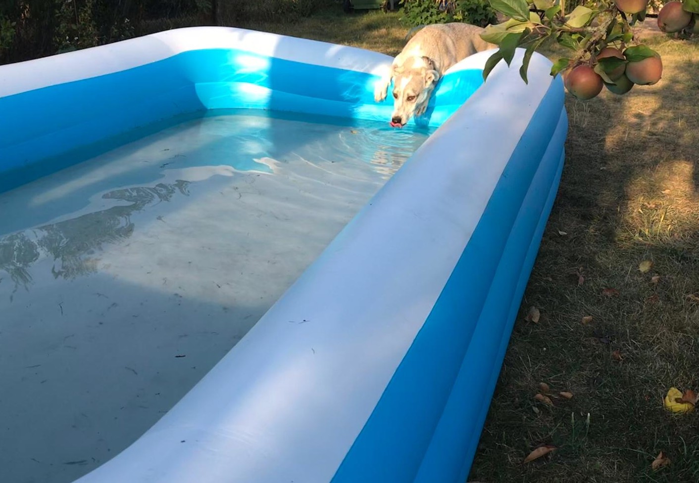 pets and pool