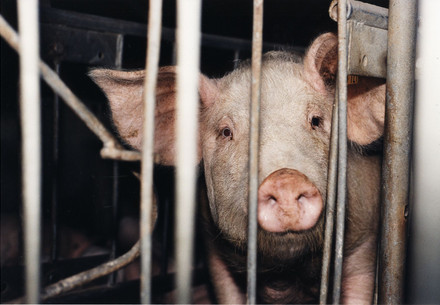 Pig in factory farm