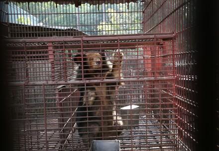 Bear behind bars