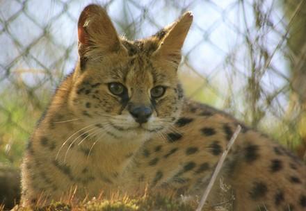 Kiano the serval