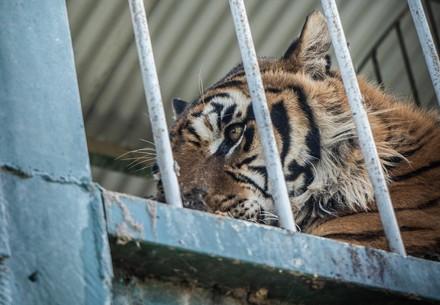 Tiger behind bars in the train wagon 